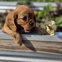 AKC Robbie, a male Cavalier King Charles Spaniel for sale in Decatur, IL – 5 of 10