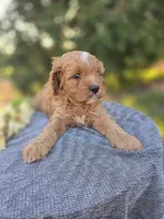 Pap, a male Cavapoo for sale in Decatur, IL – 9 of 10