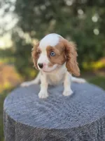 AKC Leo, a male Cavalier King Charles Spaniel for sale in Decatur, IL – 4 of 10