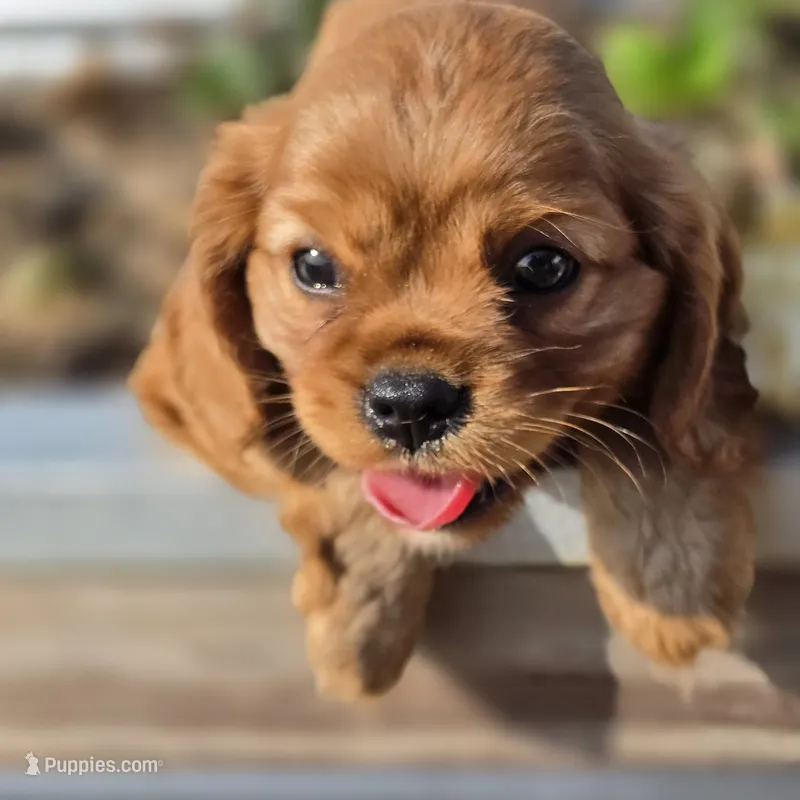 AKC Robbie – Cavalier King Charles Spaniel puppy for sale in Decatur, IL