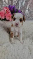 Soleil, a female Miniature Aussiedoodle and Aussalier for sale in Decatur, IL – 6 of 10