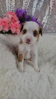 Soleil, a female Miniature Aussiedoodle and Aussalier for sale in Decatur, IL – 4 of 10