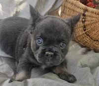 AKC Bear fluffy lilac and tan, a male French Bulldog for sale in Decatur, IL – Photo 4 of 10