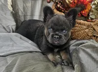 AKC Bear fluffy lilac and tan, a male French Bulldog for sale in Decatur, IL – Photo 5 of 10