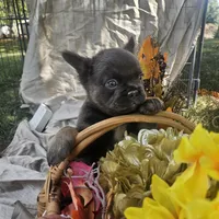 AKC Bear fluffy lilac and tan, a male French Bulldog for sale in Decatur, IL – Photo 6 of 10