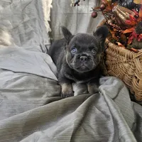 AKC Bear fluffy lilac and tan, a male French Bulldog for sale in Decatur, IL – Photo 8 of 10