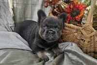 AKC Bear fluffy lilac and tan, a male French Bulldog for sale in Decatur, IL – Photo 9 of 10