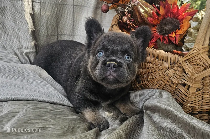 AKC Bear fluffy lilac and tan