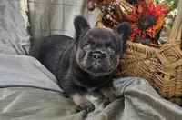 AKC Bear fluffy lilac and tan, a male French Bulldog for sale in Decatur, IL – Photo 1 of 10