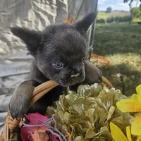 AKC Bear fluffy lilac and tan, a male French Bulldog for sale in Decatur, IL – Photo 7 of 10
