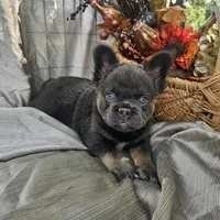 AKC Bear fluffy lilac and tan, a male French Bulldog for sale in Decatur, IL – Photo 10 of 10