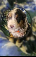 Eddie, a male Miniature Aussiedoodle for sale in Decatur, IL – Photo 9 of 9