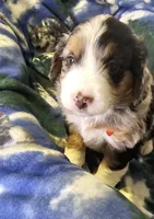 Eddie, a male Miniature Aussiedoodle for sale in Decatur, IL – Photo 6 of 9