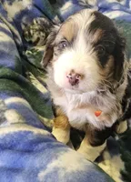 Eddie, a male Miniature Aussiedoodle for sale in Decatur, IL – Photo 5 of 9