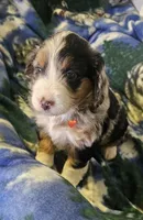 Eddie, a male Miniature Aussiedoodle for sale in Decatur, IL – Photo 8 of 9