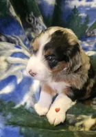 Eddie, a male Miniature Aussiedoodle for sale in Decatur, IL – Photo 4 of 9