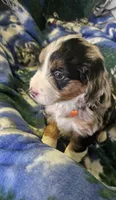 Eddie, a male Miniature Aussiedoodle for sale in Decatur, IL – Photo 7 of 9