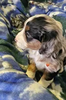 Eddie, a male Miniature Aussiedoodle for sale in Decatur, IL – Photo 2 of 9