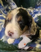 Eddie, a male Miniature Aussiedoodle for sale in Decatur, IL – Photo 3 of 9