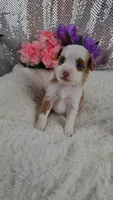 Soleil, a female Miniature Aussiedoodle and Aussalier for sale in Decatur, IL – 2 of 10