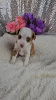 Soleil, a female Miniature Aussiedoodle and Aussalier for sale in Decatur, IL – 7 of 10
