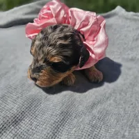 Starlet , a female Cavapoo for sale in Decatur, IL – 2 of 9