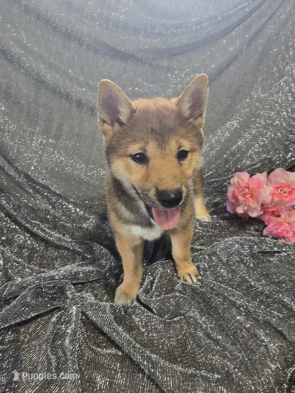 Bella – Shiba Inu puppy for sale in Decatur, IL