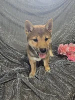 Bella, a female Shiba Inu for sale in Decatur, IL – 1 of 1
