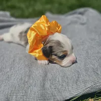 Skye, a female Cavapoo for sale in Decatur, IL – 5 of 10