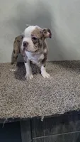Legend , a male Boston Terrier for sale in Decatur, IL – 8 of 9
