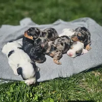 Sparkler , a male Cavapoo for sale in Decatur, IL – 6 of 9