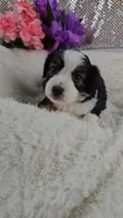 Peony, a female Miniature Aussiedoodle and Aussalier for sale in Decatur, IL – 5 of 8