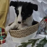 Jolly, a male Shetland Sheepdog for sale in Decatur, IL – Photo 8 of 10