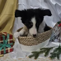 Jolly, a male Shetland Sheepdog for sale in Decatur, IL – Photo 5 of 10
