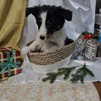 Jolly, a male Shetland Sheepdog for sale in Decatur, IL – Photo 3 of 10