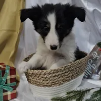 Jolly, a male Shetland Sheepdog for sale in Decatur, IL – Photo 10 of 10