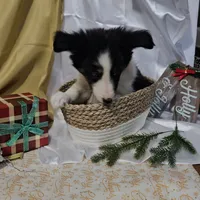 Jolly, a male Shetland Sheepdog for sale in Decatur, IL – Photo 9 of 10