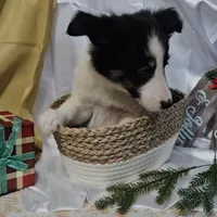Jolly, a male Shetland Sheepdog for sale in Decatur, IL – Photo 6 of 10