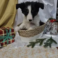 Jolly, a male Shetland Sheepdog for sale in Decatur, IL – Photo 1 of 10