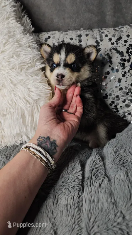Cranberry, a female Pomsky for sale in Decatur, IL – Photo 1 of 8
