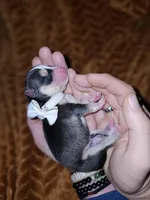 Cranberry, a female Pomsky for sale in Decatur, IL – Photo 4 of 8