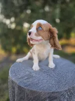 AKC Leo, a male Cavalier King Charles Spaniel for sale in Decatur, IL – 2 of 10