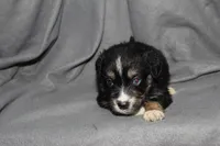 Spike, a male Aussalier for sale in Decatur, IL – Photo 4 of 7