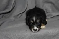 Spike, a male Aussalier for sale in Decatur, IL – Photo 1 of 7