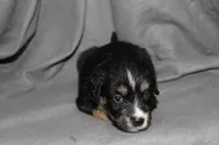 Spike, a male Aussalier for sale in Decatur, IL – Photo 3 of 7