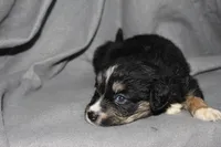 Spike, a male Aussalier for sale in Decatur, IL – Photo 2 of 7