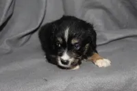 Spike, a male Aussalier for sale in Decatur, IL – Photo 6 of 7