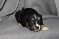 Spike, a male Aussalier for sale in Decatur, IL – Photo 5 of 7