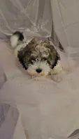 Buddy, a male Shichon for sale in Decatur, IL – 8 of 9