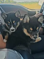 Paisley, a female Pomsky for sale in Decatur, IL – Photo 2 of 6